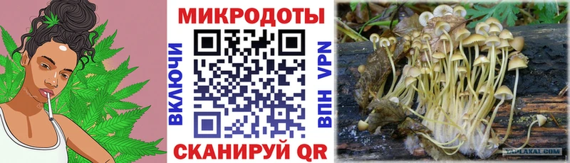 Псилоцибиновые грибы Psilocybe  Купить где  Перевоз 